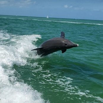 Island Ferry St Pete Beach - Dolphin! - Rafting/Kayaking Near Me - Tierra Verde, Florida