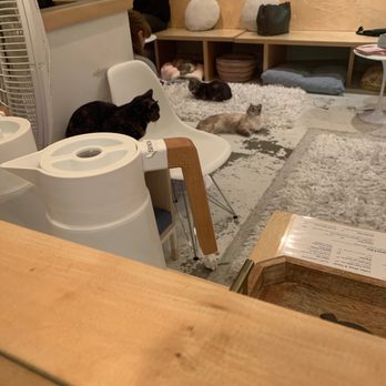 KitTea - We finally made it!!! - Pet Adoption Near Me - San Francisco, California