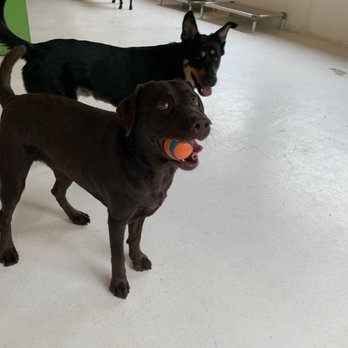 Pupper Club - Pet Groomers Near Me - San Diego, California Pupper Club - Pet Groomers Near Me - San Diego, California