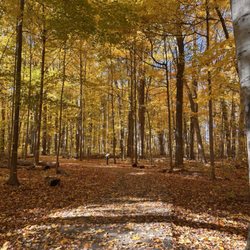 Whispering Woods Kiwanis Park - The leaf covered walking path