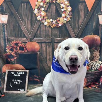 Pet Haven Salon - Casper all fresh and clean - Pet Groomers Near Me - Kapolei, Hawaii
