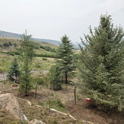 McCoy Tree Farm