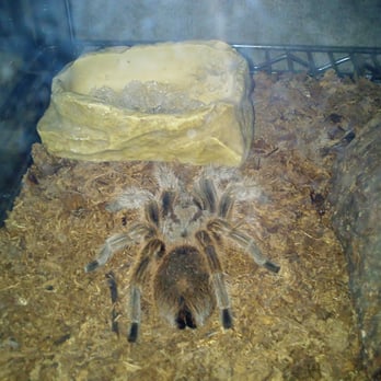 Wildlife Learning Center - Zoos Near Me - Sylmar, California Wildlife Learning Center - Zoos Near Me - Sylmar, California