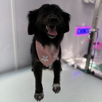 Disco Dogs Mobile Spa - Pet Groomers Near Me - San Diego, California