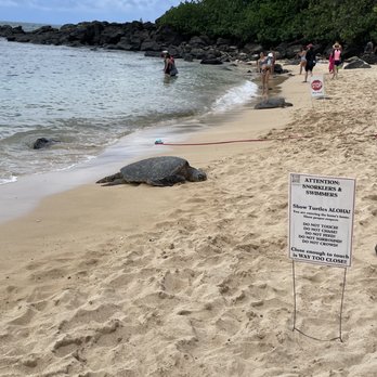 Laniakea Beach - Beaches Near Me - Haleiwa, Hawaii Laniakea Beach - Beaches Near Me - Haleiwa, Hawaii
