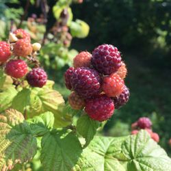 Green Truck Farm - Black raspberry season