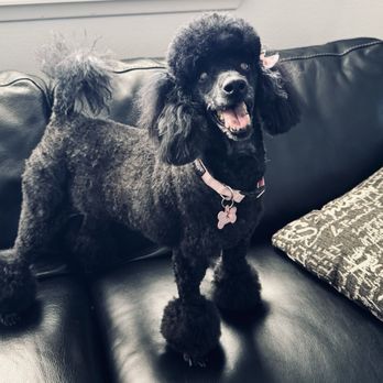 Pawlish Grooming - Happy girl is at home, enjoying her new cut! - Pet Groomers Near Me - Las Vegas, Nevada Pawlish Grooming - Happy girl is at home, enjoying her new cut! - Pet Groomers Near Me - Las Vegas, Nevada