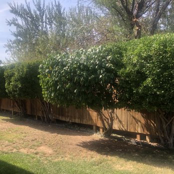 Monkey's Tree Services - a fenced in area - Tree Services Near Me - Albuquerque, New Mexico