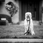 Skylos Dogs