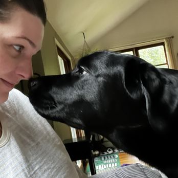 Simpson's Labrador Retrievers  - Nera - Pet Breeders Near Me