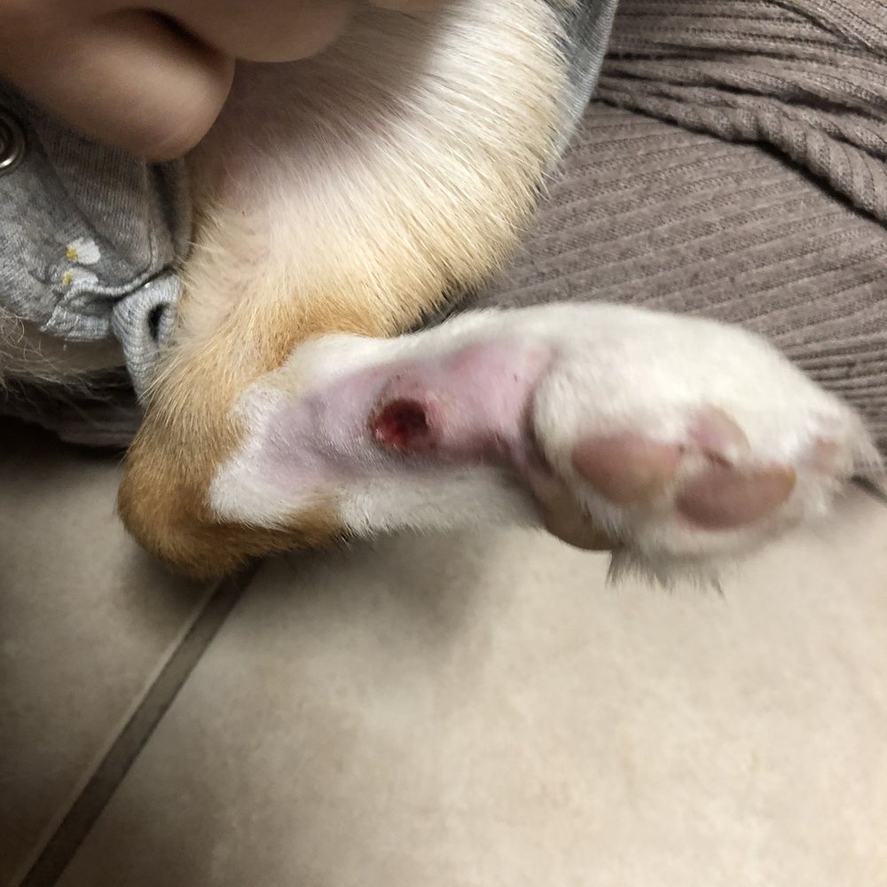 Taylor Animal Hospital - Open wound that I emailed a picture of to the clinic with no reply - Veterinarians Near Me - Taylor, Texas Taylor Animal Hospital - Open wound that I emailed a picture of to the clinic with no reply - Veterinarians Near Me - Taylor, Texas