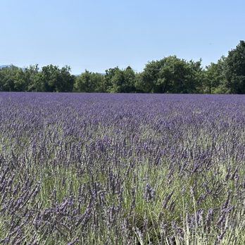 Breakout Travel - Lavender fields, France - Travel Agents Near Me - Pittsburgh, Pennsylvania Breakout Travel - Lavender fields, France - Travel Agents Near Me - Pittsburgh, Pennsylvania