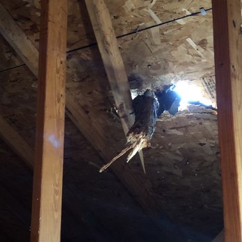 Captain's Tree Service - Tree Services Near Me Captain's Tree Service - Tree Services Near Me