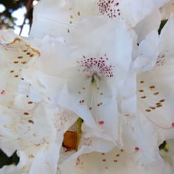 Bhy Kracke Park - Spring is here!