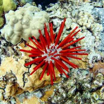 Trilogy Excursions - A pencil urchin! - Snorkeling Near Me - Lahaina, Hawaii Trilogy Excursions - A pencil urchin! - Snorkeling Near Me - Lahaina, Hawaii