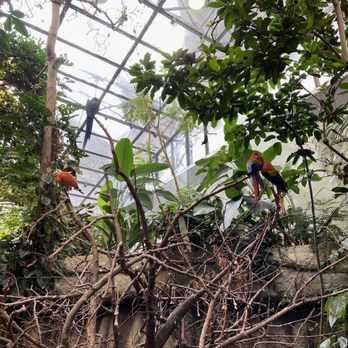 Biodôme de Montréal - Colorful sleeping macaws - Aquariums Near Me - Montreal, Quebec Biodôme de Montréal - Colorful sleeping macaws - Aquariums Near Me - Montreal, Quebec