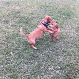 BeeBee (red collar) playing with a look alike at the dog park!