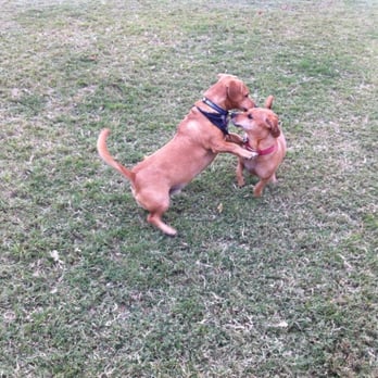 Joe Station Dog Park - BeeBee (red collar) playing with a look alike at the dog park! - Dog Parks Near Me - Tulsa, Oklahoma