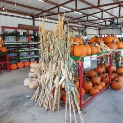 Miller Farms - All sorts of pumpkins and corn stalks for sale!
