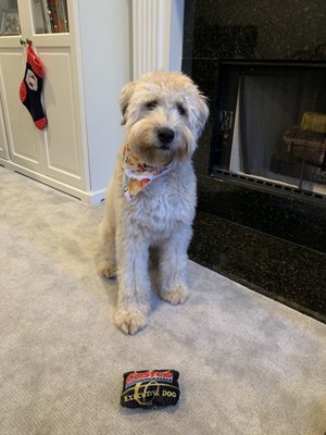 Furtastik Grooming, Daycare & More!