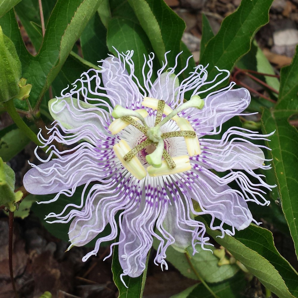 Pear Park - Purple passion flowers! - Hiking Near Me - Leesburg, Florida Pear Park - Purple passion flowers! - Hiking Near Me - Leesburg, Florida