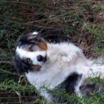 The Joyful Hound - Lucy, pre-puppy cut. - Pet Groomers Near Me The Joyful Hound - Lucy, pre-puppy cut. - Pet Groomers Near Me