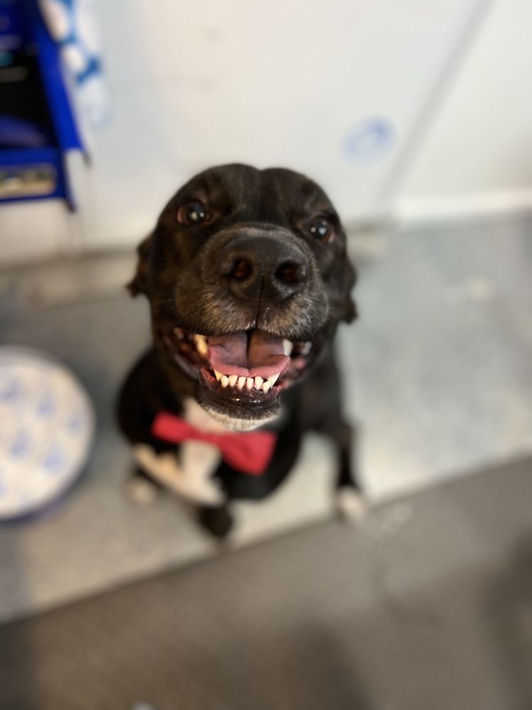 HYDRODOG KIZZY 10 Photos Beaumont, Texas Pet Groomers Phone