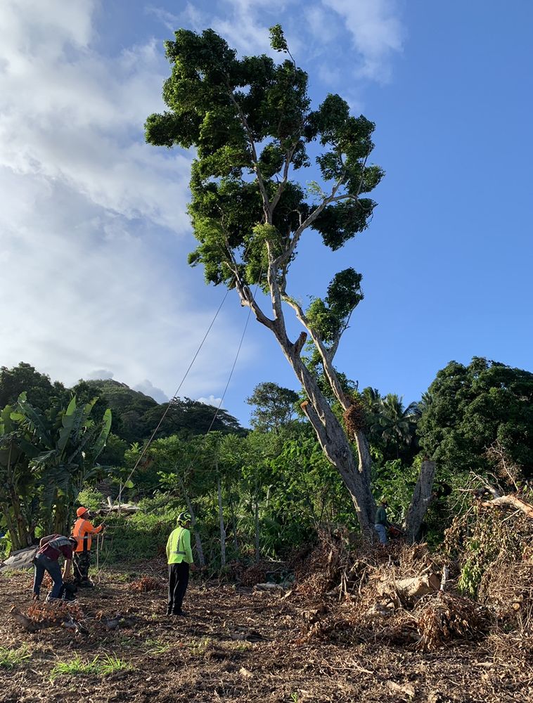 Sunshine Landscape - tree service in Kaneohe, HI