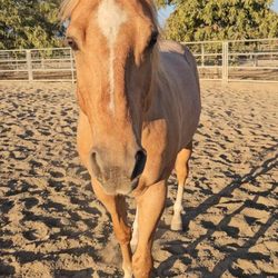 Got Horse Trails