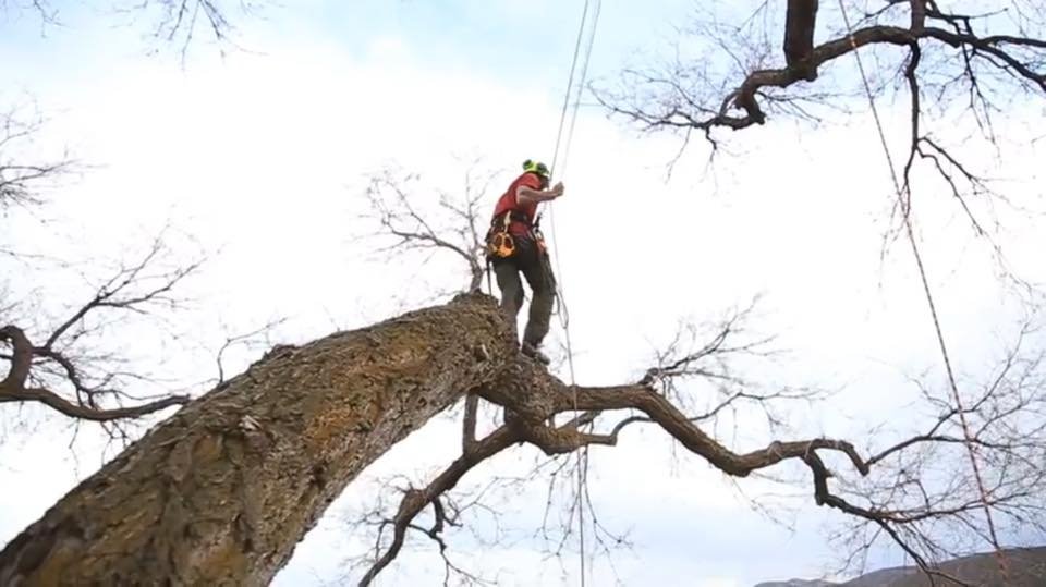 SavATree Park City - tree service in Park City, UT