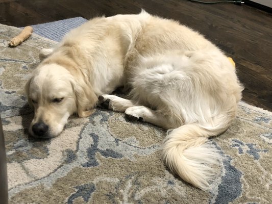 Tailwaggers Doggy Daycare