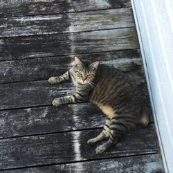 Dollar General - My favorite cat Riley he's my baby I love him very much