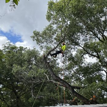 Daylight Home Services - Tree Services Near Me