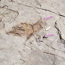 St. George Dinosaur Discovery Site At Johnson Farm - This shows the different size of different dinosaurs.