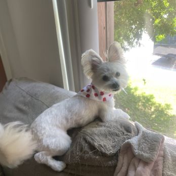 Vida pet grooming - This is what he looks like after going to Vida - Pet Sitting Near Me - Reseda, California