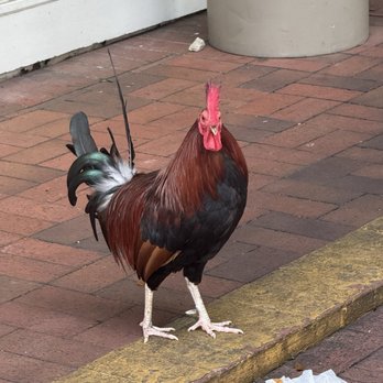 Cuban Coffee Queen - Rooster - Coffee & Tea Near Me - Key West, Florida