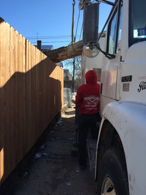 WOODPECKER TREE SERVICE - Updated January 2025 - 105 Photos & 29