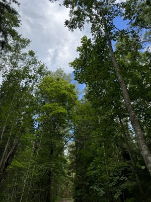 Nuuksio National Park by null