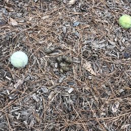 Large dog droppings left behind Large dog droppings left behind
