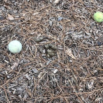 Tamarac Park - Large dog droppings left behind - Parks Near Me - The Woodlands, Texas