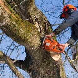 Fort Myers Tree Service
