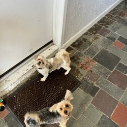 Dogs World Grooming - Perfectly groomed