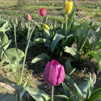 Tulip Valley Farms - Day 1 of tulip season - Pick Your Own Farms Near Me - Mount Vernon, Washington Tulip Valley Farms - Day 1 of tulip season - Pick Your Own Farms Near Me - Mount Vernon, Washington