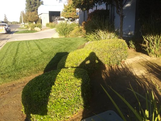lawn maintenance - this was done two weeks ago.