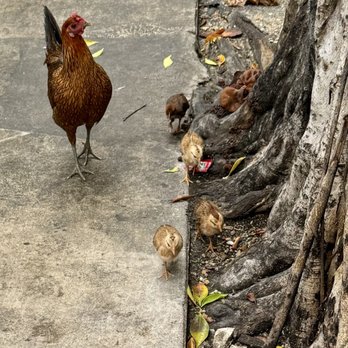 DJ's Clam Shack - The chickens in the back! - Seafood Near Me - Key West, Florida DJ's Clam Shack - The chickens in the back! - Seafood Near Me - Key West, Florida