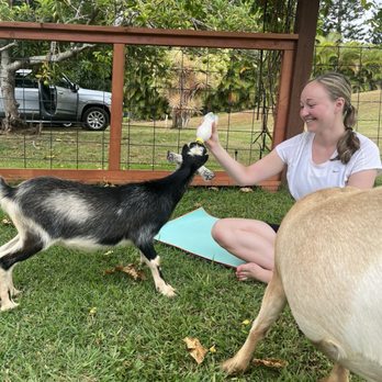 808 Goat Yoga - Yoga Near Me - Kilauea, Hawaii