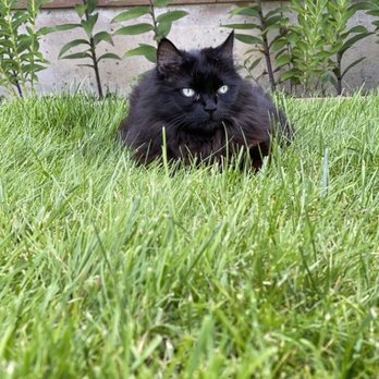 Hilary Renaissance Pet Psychic - Pet Services Near Me Hilary Renaissance Pet Psychic - Pet Services Near Me