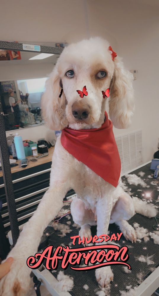 MARIE’S PROFESSIONAL GROOM AND BOARDING Hendersonville , Tennessee