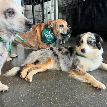 Pet Dynasty - Pet Boarding Near Me - Pleasanton, California