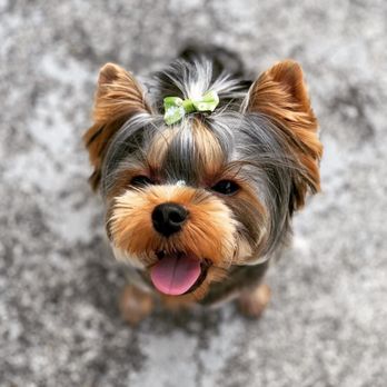 Bows and biscuits dog grooming Clearance
